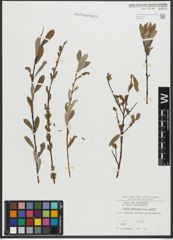 Foto von Salix purpurea L. x Salix repens L.